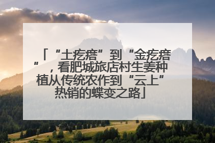 “土疙瘩”到“金疙瘩”，看肥城旅店村生姜种植从传统农作到“云上”热销的蝶变之路