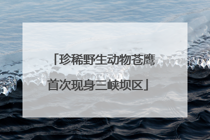珍稀野生动物苍鹰首次现身三峡坝区