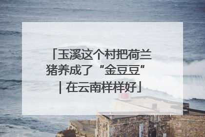 玉溪这个村把荷兰猪养成了“金豆豆”｜在云南样样好