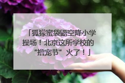 狐獴蜜袋鼯空降小学操场！北京这所学校的“撸宠节”火了！