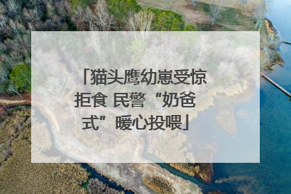猫头鹰幼崽受惊拒食 民警“奶爸式”暖心投喂