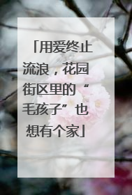 用爱终止流浪，花园街区里的“毛孩子”也想有个家