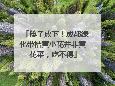 筷子放下！成都绿化带桔黄小花并非黄花菜，吃不得