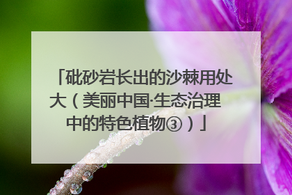 砒砂岩长出的沙棘用处大（美丽中国·生态治理中的特色植物③）