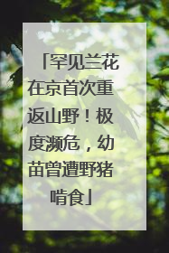 罕见兰花在京首次重返山野！极度濒危，幼苗曾遭野猪啃食