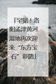 罕见！洛阳孟津黄河湿地再次迎来“东方宝石”彩鹮