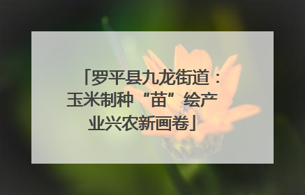 罗平县九龙街道：玉米制种“苗”绘产业兴农新画卷