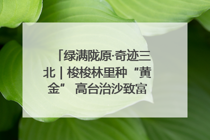 绿满陇原·奇迹三北｜梭梭林里种“黄金” 高台治沙致富很“从容”