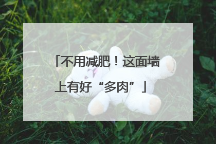 不用减肥！这面墙上有好“多肉”