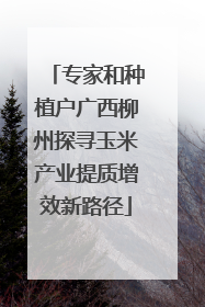 专家和种植户广西柳州探寻玉米产业提质增效新路径