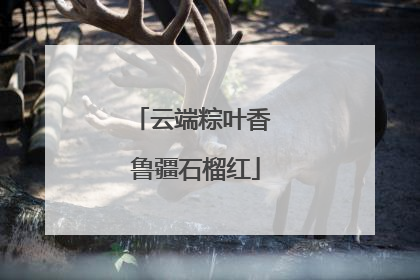 云端粽叶香 鲁疆石榴红