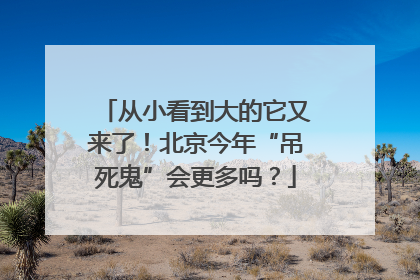 从小看到大的它又来了！北京今年“吊死鬼”会更多吗？