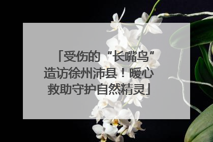 受伤的“长嘴鸟”造访徐州沛县！暖心救助守护自然精灵