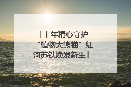 十年精心守护 “植物大熊猫”红河苏铁焕发新生