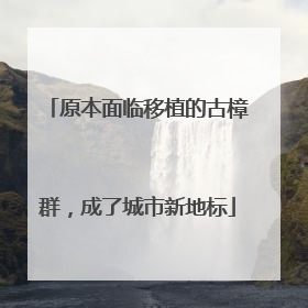 原本面临移植的古樟群，成了城市新地标