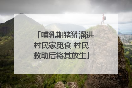 哺乳期猪獾溜进村民家觅食 村民救助后将其放生
