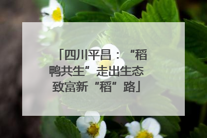 四川平昌：“稻鸭共生”走出生态致富新“稻”路