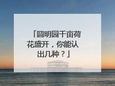 圆明园千亩荷花盛开，你能认出几种？