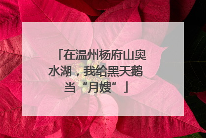 在温州杨府山奥水湖，我给黑天鹅当“月嫂”