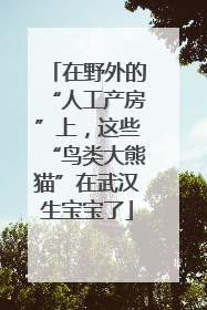 在野外的“人工产房”上，这些“鸟类大熊猫”在武汉生宝宝了