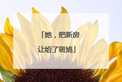 她，把新房让给了斑鸠