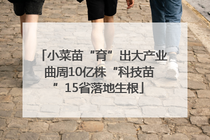 小菜苗“育”出大产业 曲周10亿株“科技苗”15省落地生根