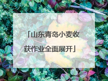 山东青岛小麦收获作业全面展开