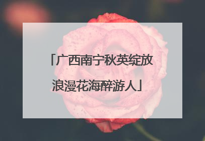 广西南宁秋英绽放 浪漫花海醉游人