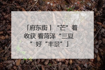 府东街丨“芒”着收获 看菏泽“三夏”好“丰景”