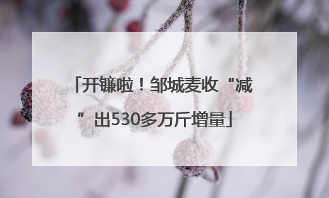 开镰啦！邹城麦收“减”出530多万斤增量