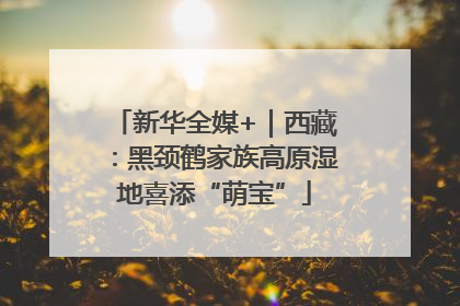 新华全媒+｜西藏：黑颈鹤家族高原湿地喜添“萌宝”