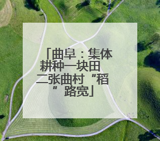 曲阜：集体耕种一块田 二张曲村“稻”路宽