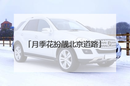 月季花扮靓北京道路
