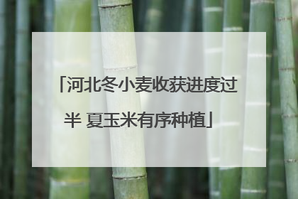 河北冬小麦收获进度过半 夏玉米有序种植