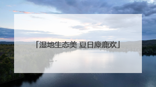 湿地生态美 夏日麋鹿欢