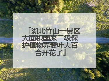 湖北竹山一景区大面积国家二级保护植物荞麦叶大百合开花了