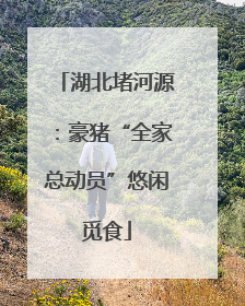 湖北堵河源：豪猪“全家总动员”悠闲觅食