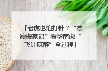 老虎也怕打针？“凛凛搬家记”看华南虎“飞针麻醉”全过程