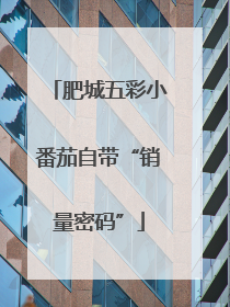 肥城五彩小番茄自带“销量密码”