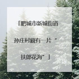肥城市新城街道孙庄村藏有一片“扶郎花海”