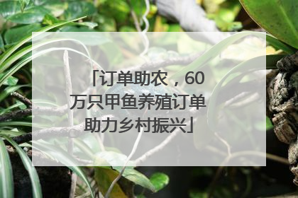 订单助农，60万只甲鱼养殖订单助力乡村振兴