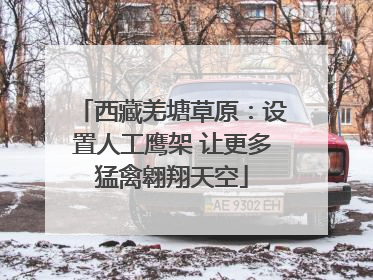 西藏羌塘草原：设置人工鹰架 让更多猛禽翱翔天空