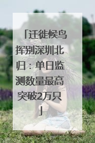 迁徙候鸟挥别深圳北归：单日监测数量最高突破2万只