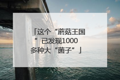 这个“蘑菇王国”已发现1000多种大“菌子”