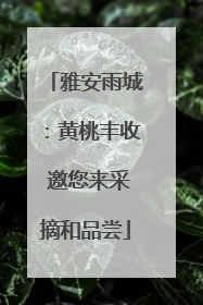 雅安雨城：黄桃丰收 邀您来采摘和品尝