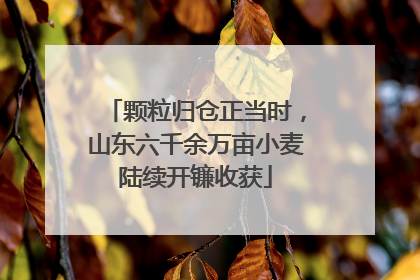 颗粒归仓正当时，山东六千余万亩小麦陆续开镰收获