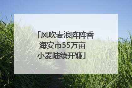 风吹麦浪阵阵香 海安市55万亩小麦陆续开镰